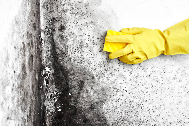 Best Home Mold Removal  in Paramount Long Meadow, MD