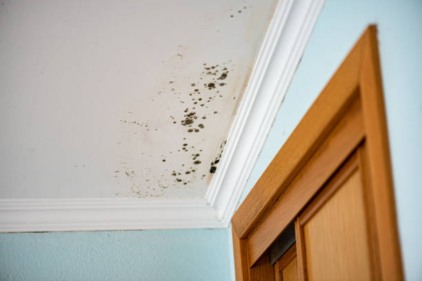 Mold Removal Process in Paramount Long Meadow, MD