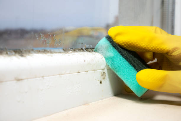 Professional Mold Removal in Paramount Long Meadow, MD