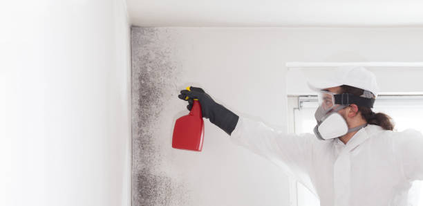 Best Certified Mold Removal  in Paramount Long Meadow, MD