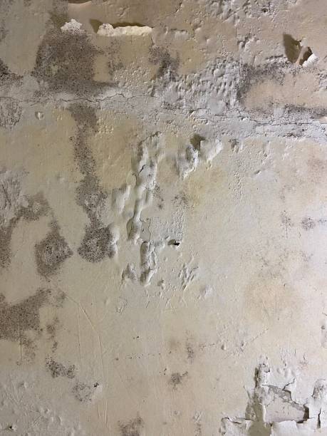 Best Black Mold Removal  in Paramount Long Meadow, MD