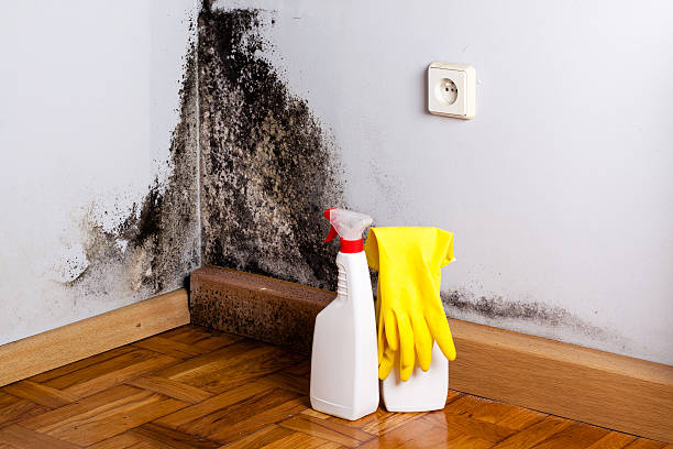 Best Best Mold Removal Companies  in Paramount Long Meadow, MD