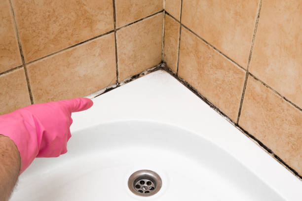 Best Mold Removal Company Near Me  in Paramount Long Meadow, MD